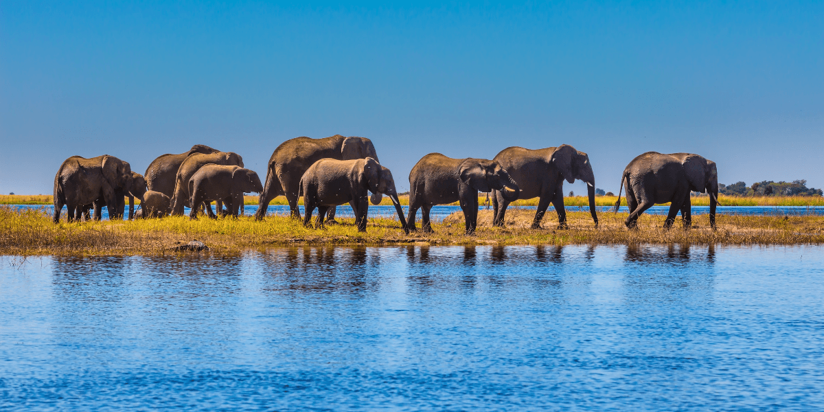 A group of elephants walking along a riverbank under a clear blue sky
