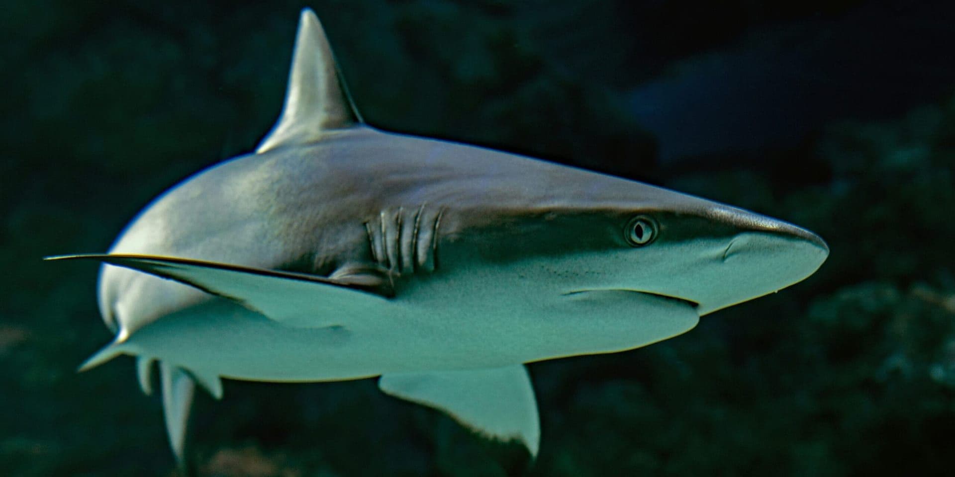 Shark Week 2025 Launches with Ecological Emphasis