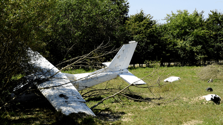 Abandoned white aircraft partially hidden by trees in a grassy field