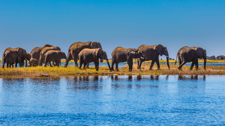 A group of elephants walking along a riverbank under a clear blue sky