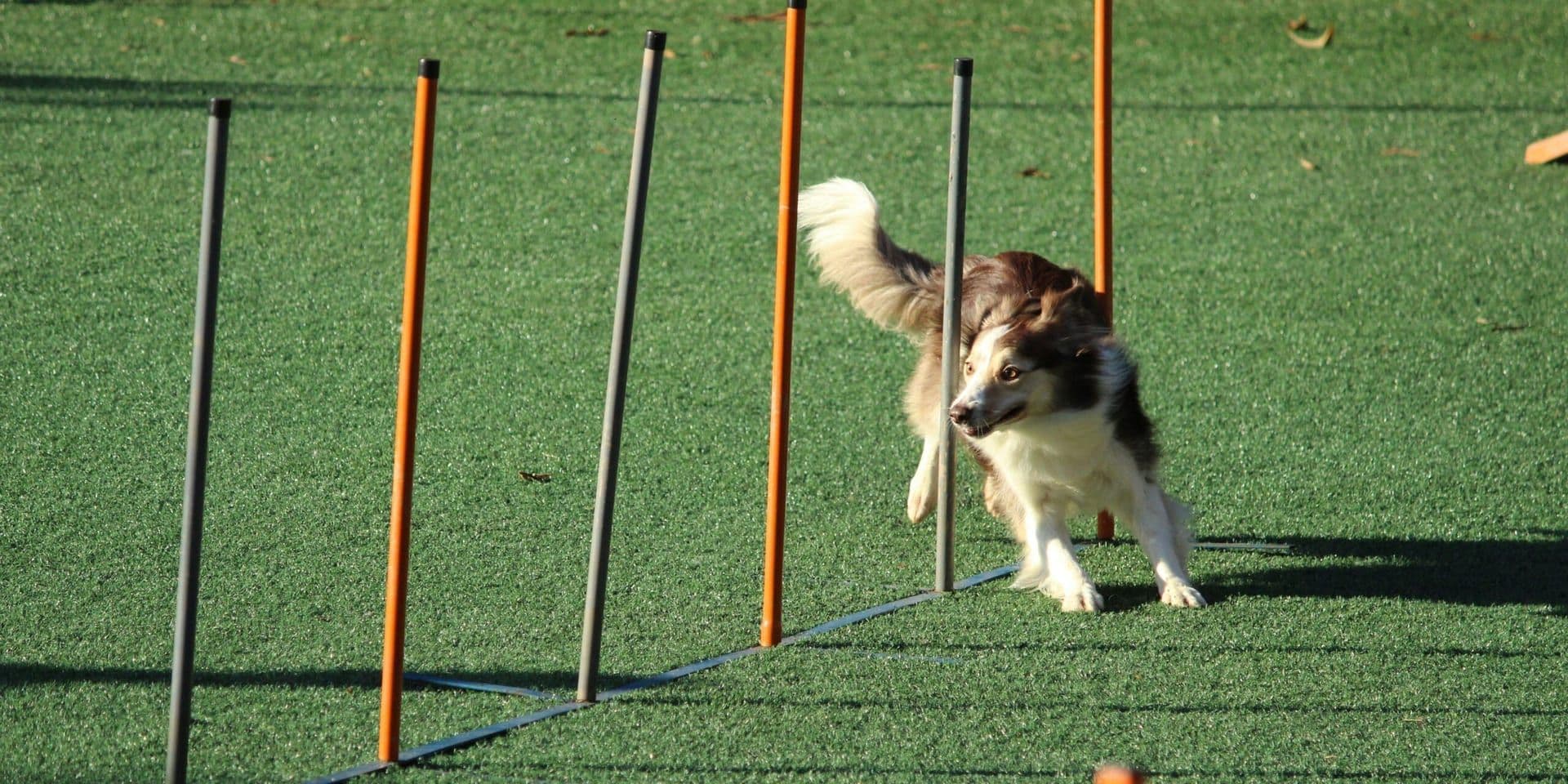 Westminster Dog Show Celebrates 150 Years of Excellence in NYC