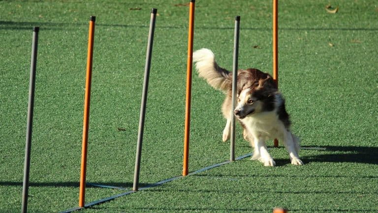 Westminster Dog Show Celebrates 150 Years of Excellence in NYC