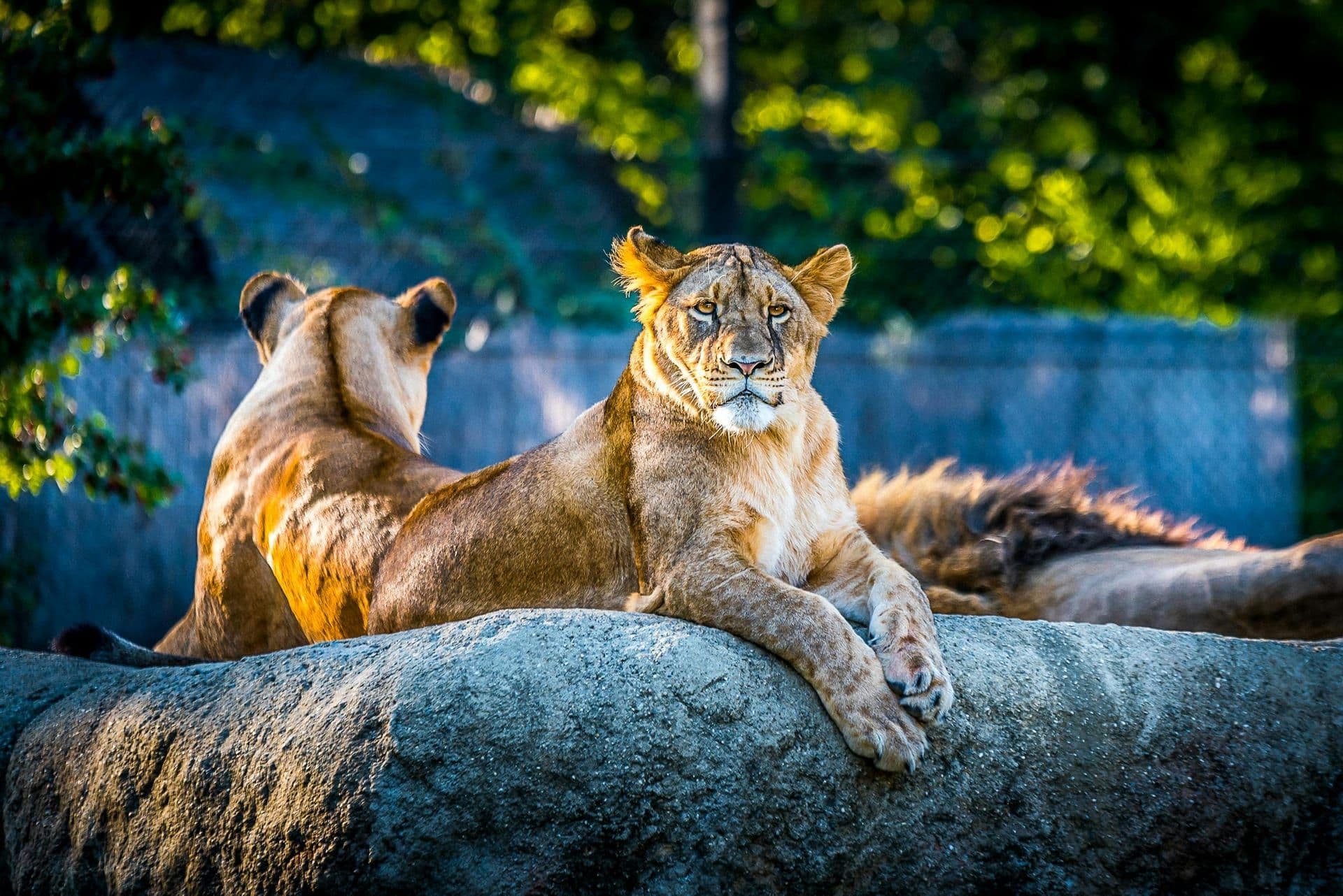 Los Angeles Zoo Resumes Operations Following Containment of Griffith Park Wildfire, Community Joins in Recovery Celebration