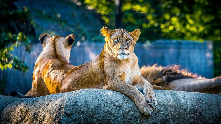 Los Angeles Zoo Resumes Operations Following Containment of Griffith Park Wildfire, Community Joins in Recovery Celebration