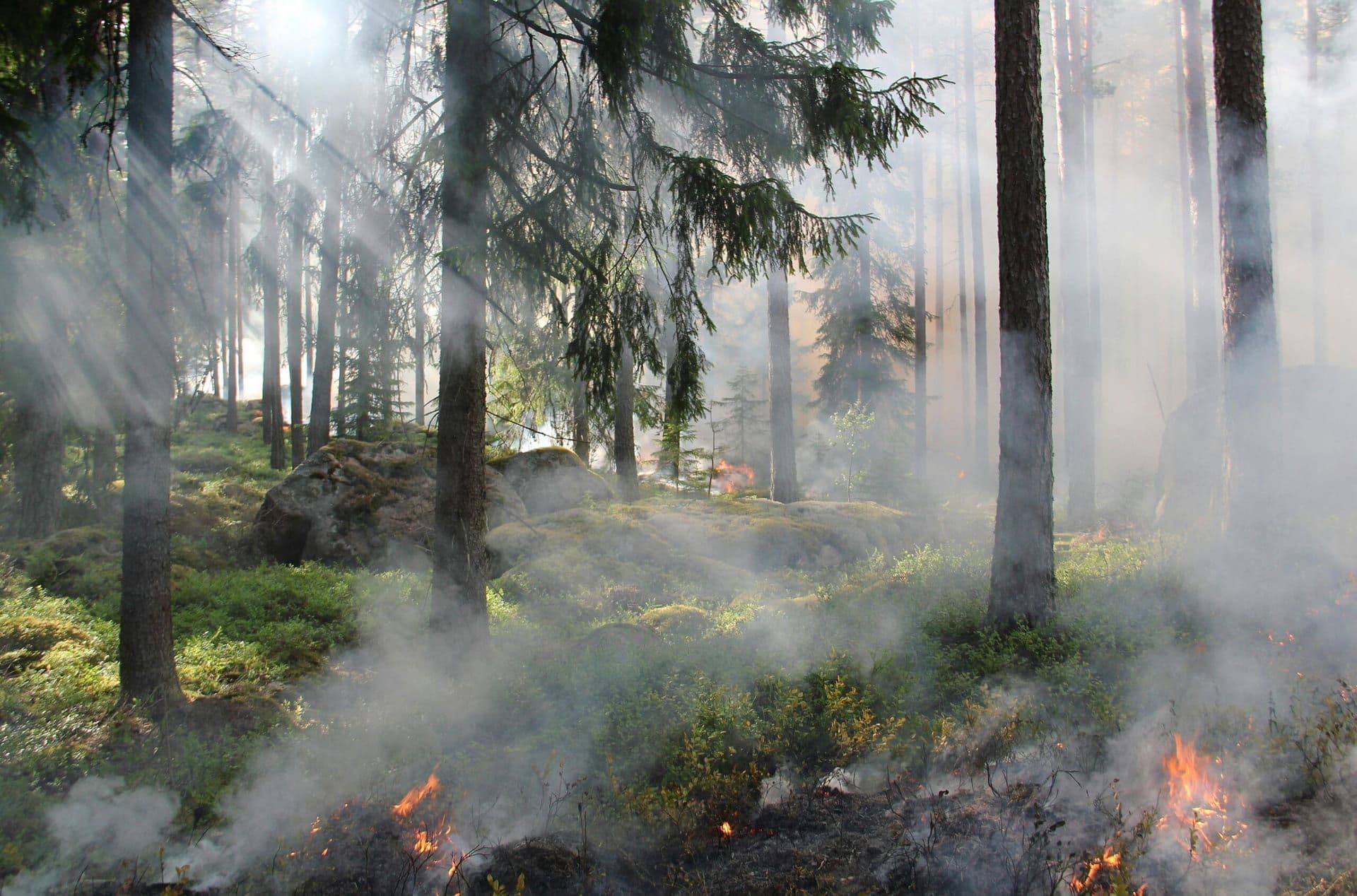 Wildfire Risk Escalates for Los Angeles Suburbs During Intense Heatwave