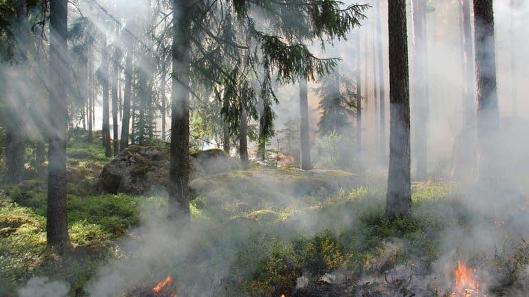 Wildfire Risk Escalates for Los Angeles Suburbs During Intense Heatwave