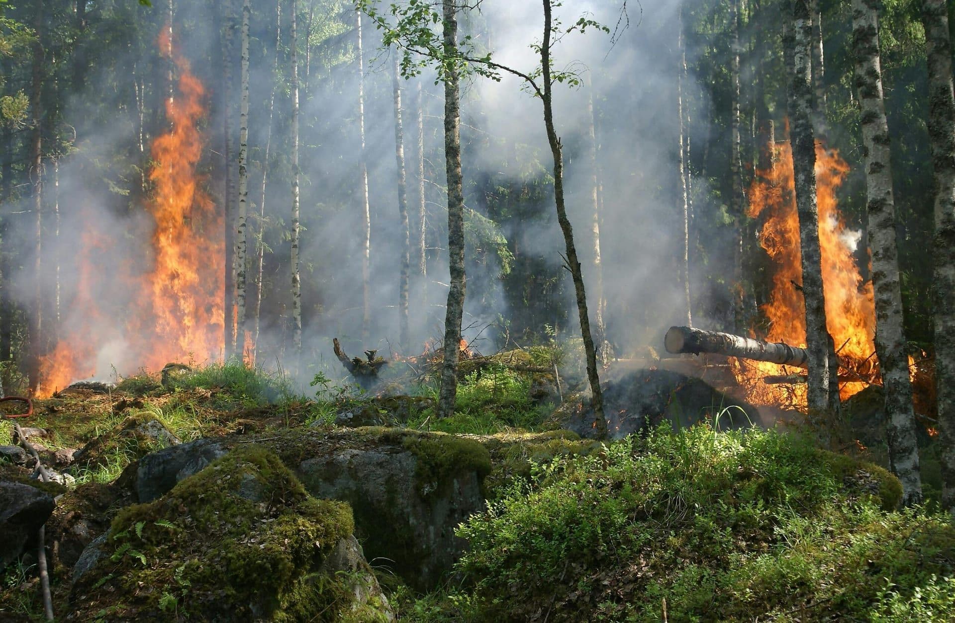 Los Angeles Issues State of Emergency Amidst Growing Wildfire Threat