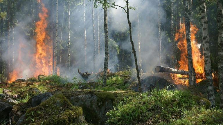 Los Angeles Issues State of Emergency Amidst Growing Wildfire Threat