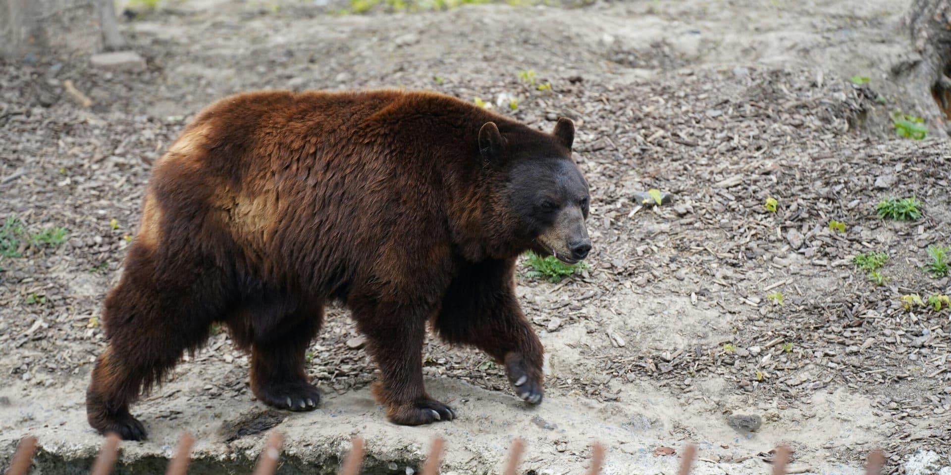 Brown Bears Return to Lincoln Park Zoo for First Time in Nearly 50 Years