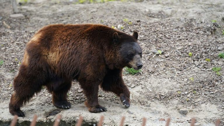 Brown Bears Return to Lincoln Park Zoo for First Time in Nearly 50 Years